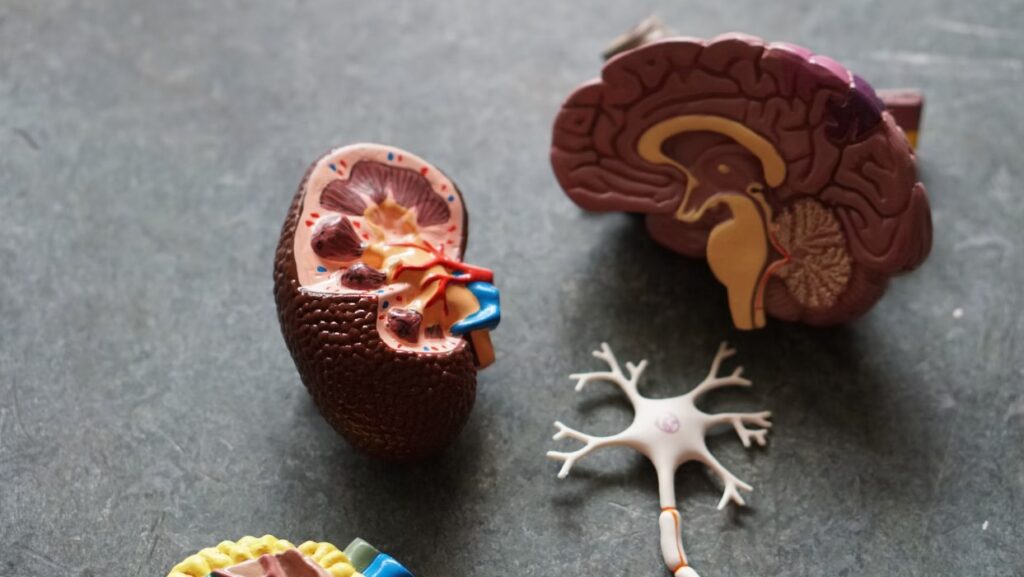 doctorhub360.com neurological diseases